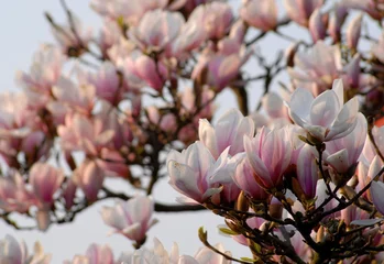 Poster de jardin Magnolia magnolie