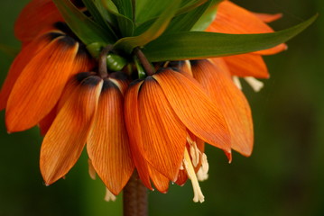 kaiserkrone