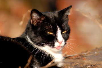 katze 3
