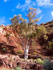 coolibah and cliffs