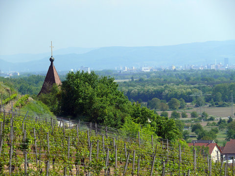 clocher de village viticole, vignoble