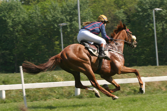 horse at racetrack