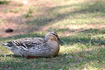 resting duck