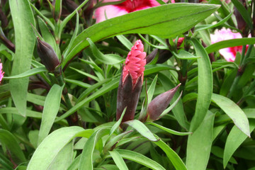 Obraz premium dianthus flower bud