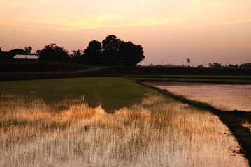 morning , paddy field  and house