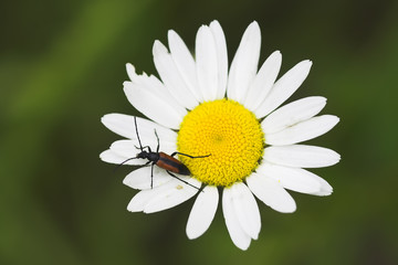 Fototapeta premium daisy flower