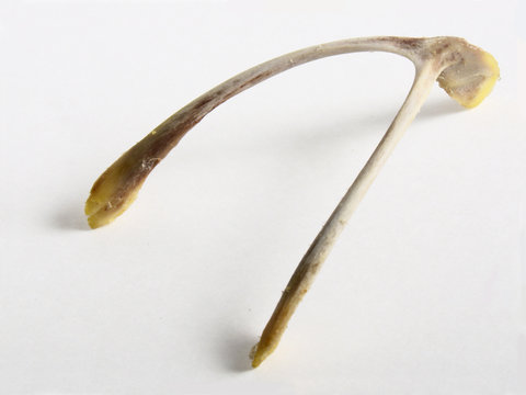 Chicken Wishbone