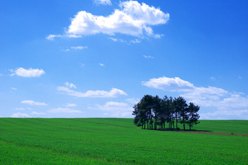 summer landscape