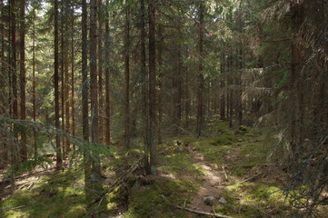 finland forest