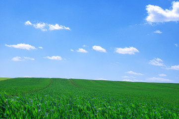 Obraz premium summer landscape