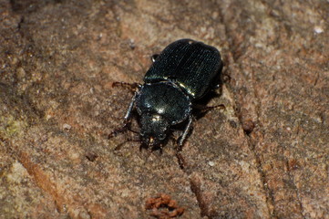 beetle on wood