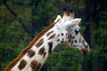 giraffe head portrait