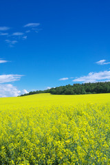 Fototapeta premium summer landscape