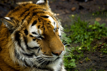 tiger with sweet face