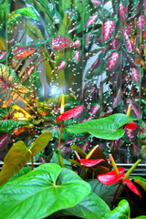 flamingo flower wall