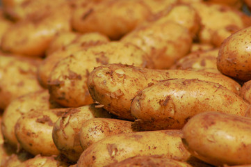 bio-kartoffeln