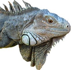 Fototapeta premium iguane
