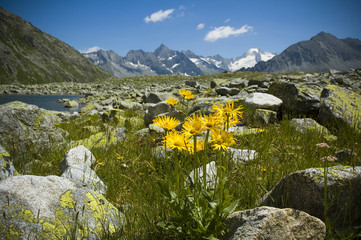 bergblume