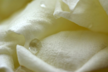 Fototapeta na wymiar velour de rose blanche