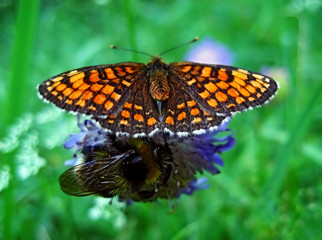 the butterfly and bumblebee