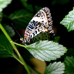 close up of a butterfly