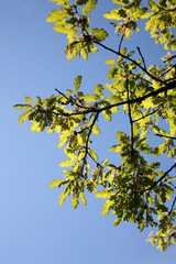 young oak leaves
