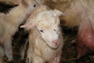 just born lamb