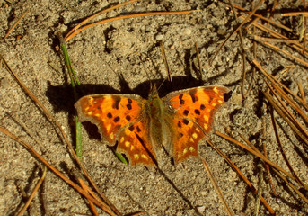 schmetterling 1