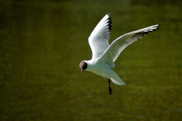 möwe schwebend