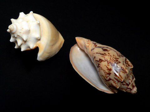 caracol caribe&ntilde;o voluta del anochecer