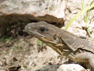 iguana 1
