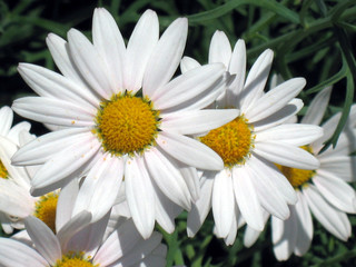 Fototapeta premium daisies