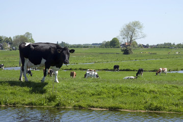 landscape with a cow