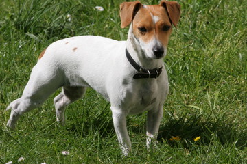 jack russell à l'arrêt