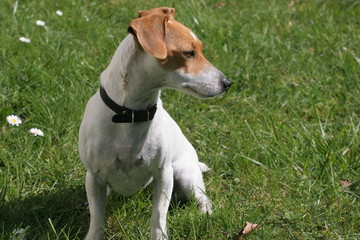 jack russell assis