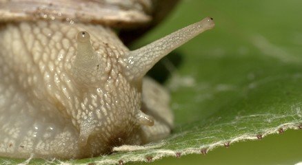 escargot de bourgogne sur une branche