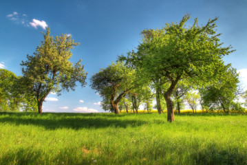 Fototapeta premium marzycielski letni charakter tła