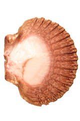 mexican flat scallop shell