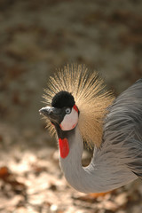 crown crane