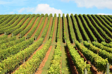 beautiful vineyard in new zealand