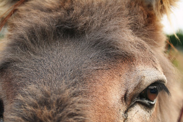 Fototapeta premium cheval