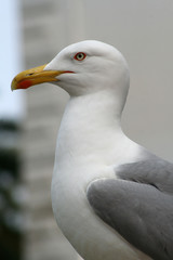 gabbiano al mare