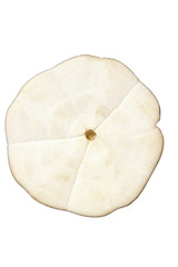 sand dollar underside