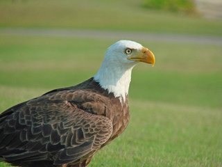 profile of an eagle