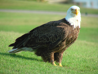 huge bald eagle closeup