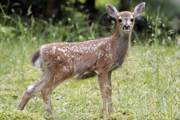 fawn