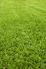 Obraz premium green lawn