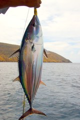 tuna fish