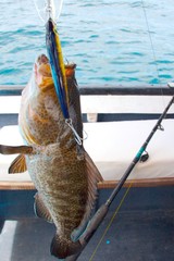 sea perch