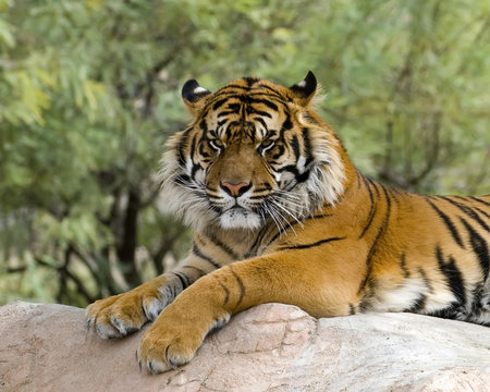 Fototapeta resting tiger